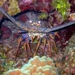 A Spiny Lobster hiding in crevice