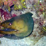 Eel coming out of a reef opening