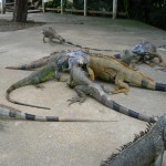Iguana Sanctuary in Roatan