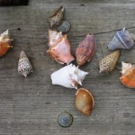 Shells on the Bar Dock