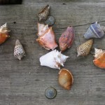 Shells on the Bar Dock
