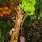 Typical Banana tree with coconuts in the background